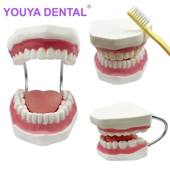 Стоматологическое увеличение Модель полного рта Обучение зубам с помощью зубной щетки Инструменты для обучения презентации чистки зубов